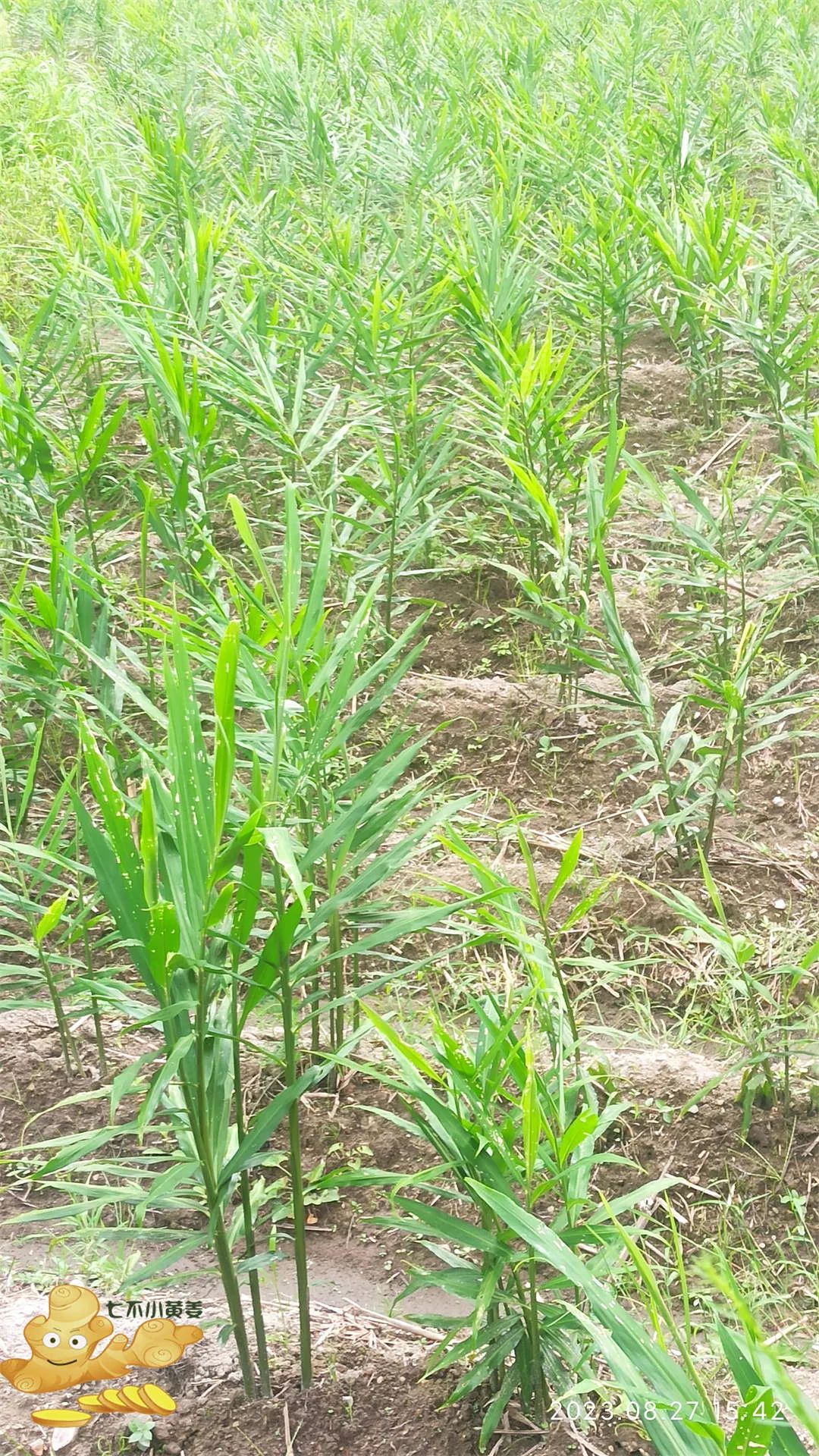 浙江仙居 七不小黄姜 鲜嫩姜 新鲜 超新上市 每周超鲜嫩姜2斤/5斤 生姜鲜姜2023年9月现采现发 生态自然 明安心法农业