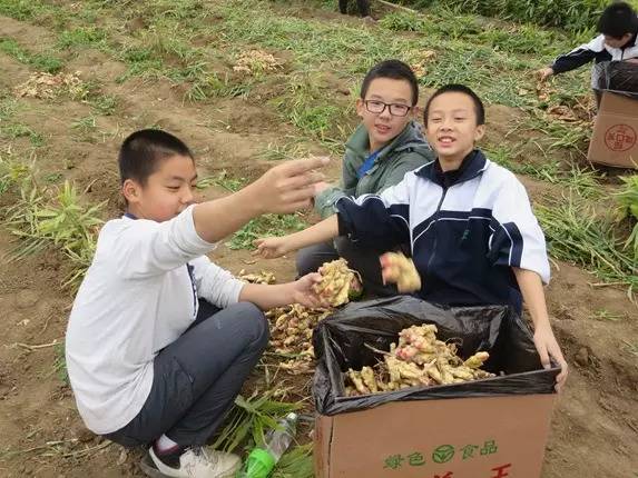 明德CSA生態姜園收姜勞動（二）