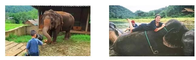 泰国这家亲子农场凭什么成为学习典范? 吸引全世界的目光 泰国这家亲子农场凭什么成为学习典范? 吸引全世界的目光