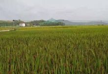 老年人多年便秘案例!2021年10月4日 姜灌肠-七不姜 生姜养生网-明德CSA生态姜园&明安农业