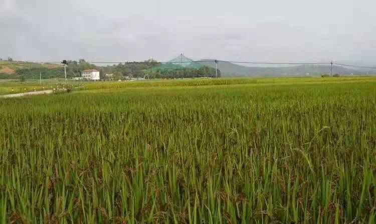 世界黑米原产地，洋县黑米 洋县红米获得国家地理标志保护，