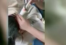 案例分享:调理荨麻疹的好转反应-七不姜 生姜养生网-明德CSA生态姜园&明安农业