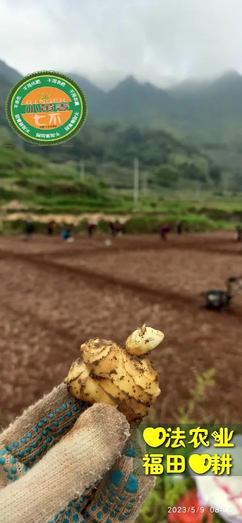 2023年4月-5月 七不姜春播图!家庭厨房生姜如何去皮切片 七不姜5月促销优惠劵 2023年4月-5月 七不姜春播图!家庭厨房生姜如何去皮切片 七不姜5月促销优惠劵