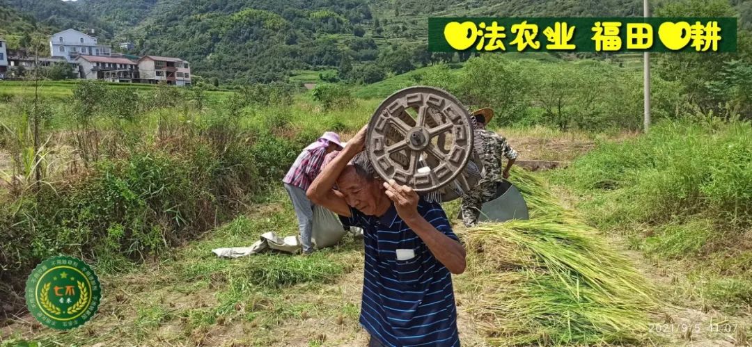 七不红米水稻9月11日上市现货销售-新米限时特惠 家庭大米专场:红米/糯米/ 黑米/泰两优217/中浙优H7 品种多质量优 七不红米水稻9月11日上市现货销售-新米限时特惠 家庭大米专场:红米/糯米/ 黑米/泰两优217/中浙优H7 品种多质量优