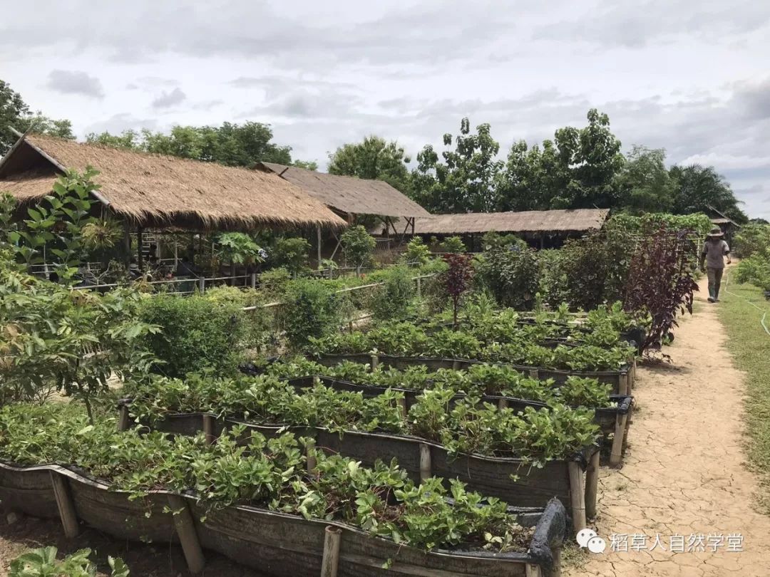 探访清迈Ginger Farm(2018.7.7) 探访清迈Ginger Farm(2018.7.7)