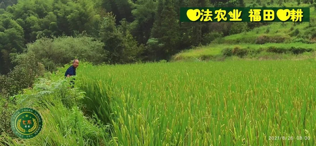 七不红米水稻9月11日上市现货销售-新米限时特惠 家庭大米专场:红米/糯米/ 黑米/泰两优217/中浙优H7 品种多质量优 七不红米水稻9月11日上市现货销售-新米限时特惠 家庭大米专场:红米/糯米/ 黑米/泰两优217/中浙优H7 品种多质量优