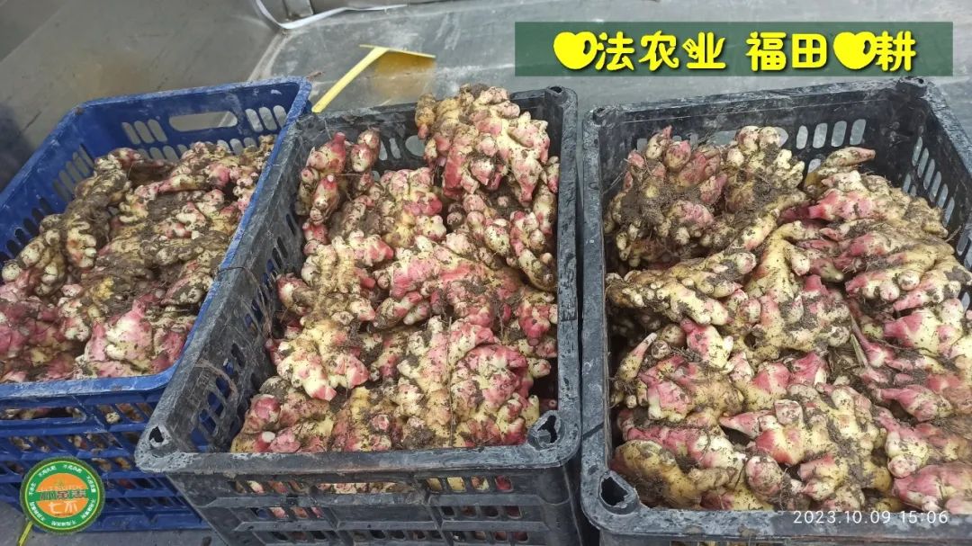 双11活动 特惠套装 浙江仙居 七不小黄姜 鲜姜 新上市 现发 生态自然 明安心法农业 双11活动 特惠套装 浙江仙居 七不小黄姜 鲜姜 新上市 现发 生态自然 明安心法农业