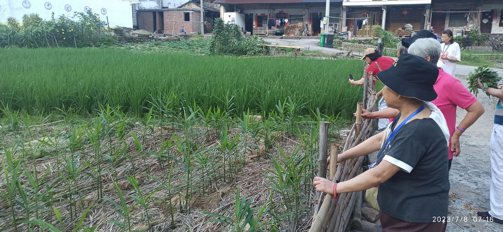 浙江仙居 七不姜 鲜姜 姜片 姜粉秋收 五折预售特惠 2023.8 浙江仙居 七不姜 鲜姜 姜片 姜粉秋收 五折预售特惠 2023.8