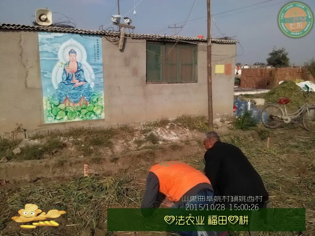 【2015年七不”生态养植小黄姜秋收感恩节】之一 山东曲阜庆典篇 2015.10.24