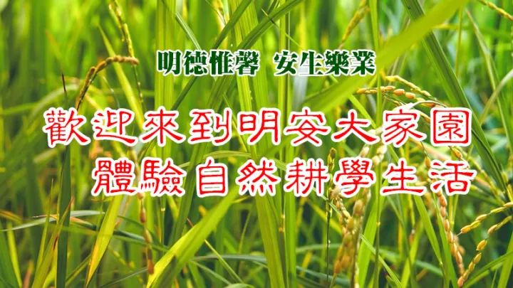 2020年七不小黄姜秋收感恩节邀请函 11月8日-15日 心法农业 福田心耕 欢喜农耕 心悦自然（浙江仙居仁庄村）