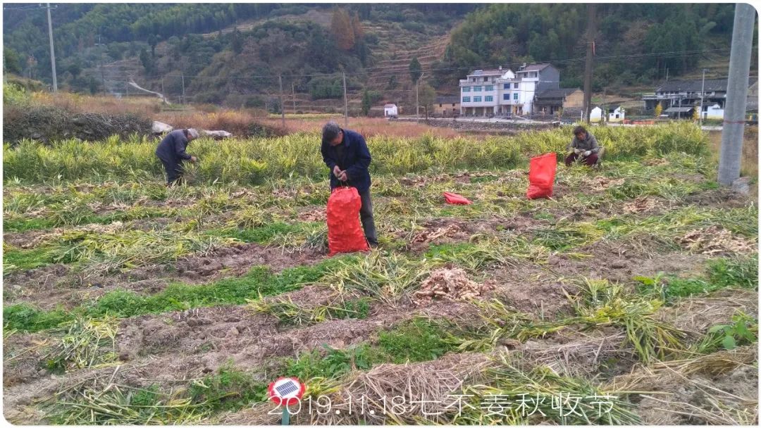 2020年七不小黄姜秋收感恩节邀请函 11月8日-15日 心法农业 福田心耕 欢喜农耕 心悦自然（浙江仙居仁庄村）