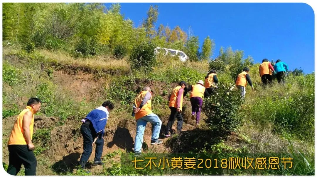 2020年七不小黄姜秋收感恩节邀请函 11月8日-15日 心法农业 福田心耕 欢喜农耕 心悦自然（浙江仙居仁庄村）