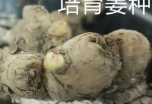 生姜养生-撸起袖子,家庭盆栽及庭院种姜了..薑有佛心 孝道,家庭种姜“富贵竹” 。预定七不姜种、普通姜种、种姜指导-七不姜 生姜养生网-明德CSA生态姜园&明安农业