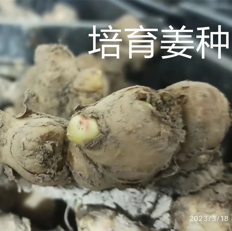生姜养生-撸起袖子，家庭盆栽及庭院种姜了..薑有佛心 孝道,家庭种姜“富贵竹” 。预定七不姜种、普通姜种、种姜指导-七不姜 生姜养生网-明德CSA生态姜园&明安农业