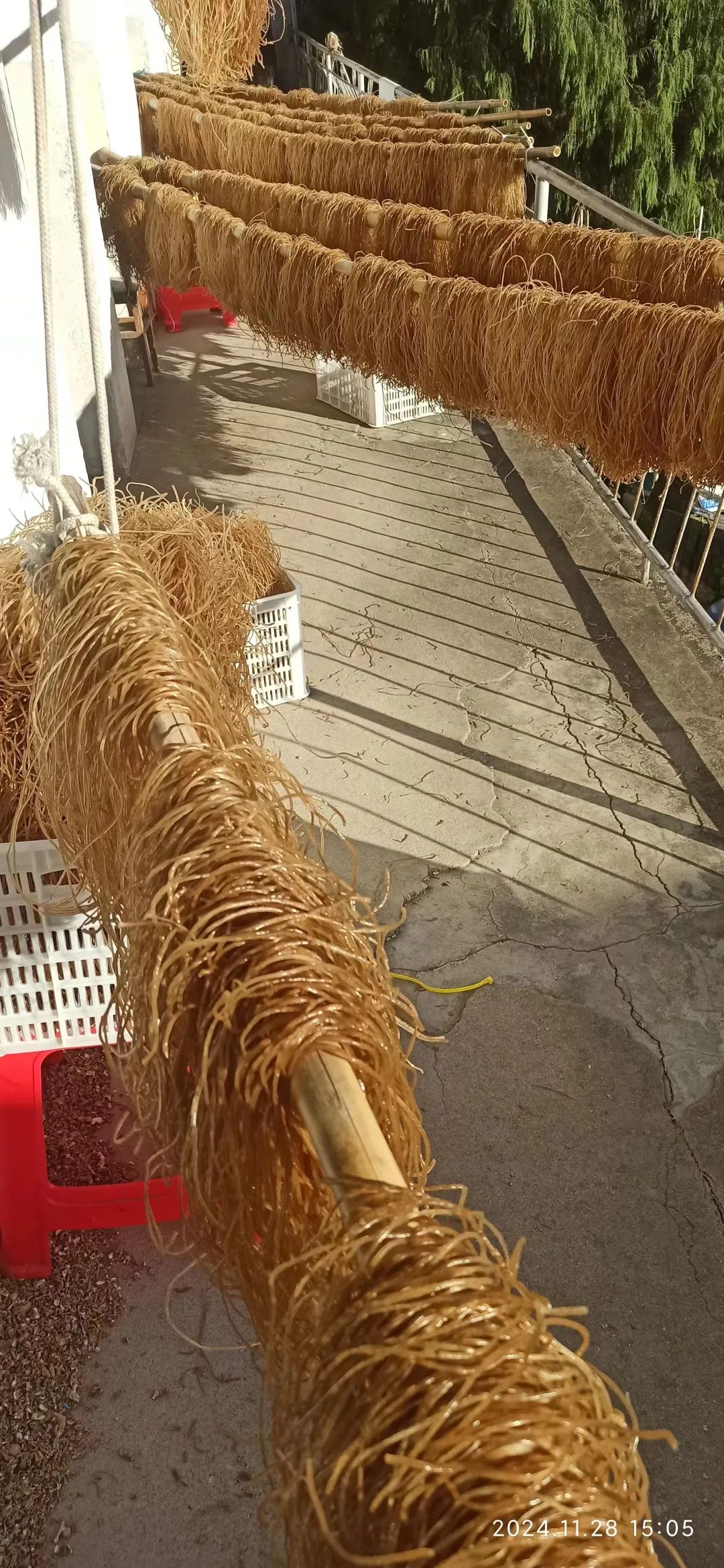 (广告)双12特惠促销 庆祝七不姜秋收完成 (广告)双12特惠促销 庆祝七不姜秋收完成