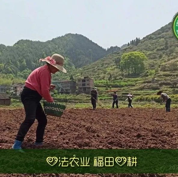 撸起袖子种姜了！家庭农场 盆栽种姜-七不姜 生姜养生网-明德CSA生态姜园&明安农业
