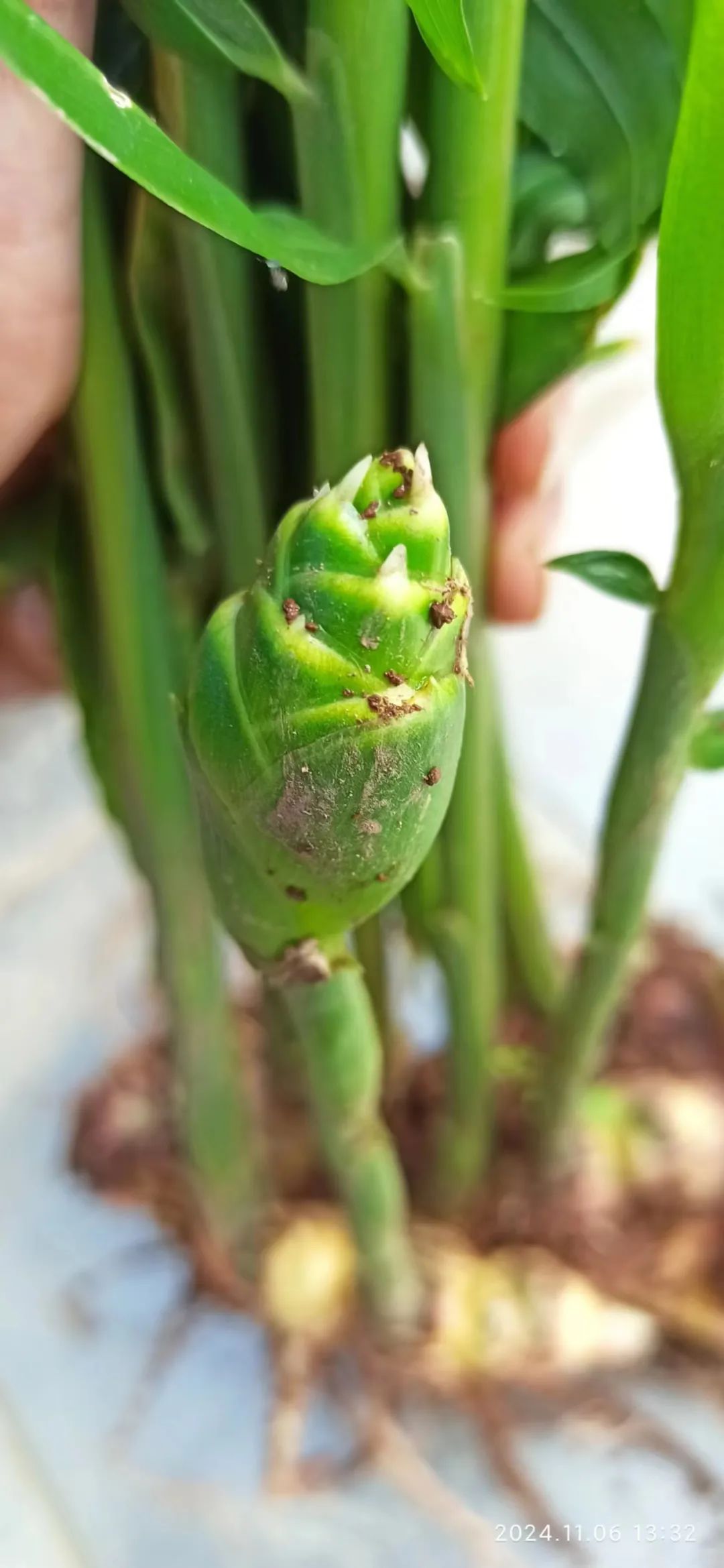 (广告)双11 除了七不姜,今天什么姜都别买！