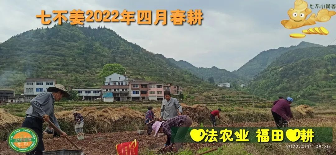 七不姜2022年四月春耕图 七不姜2022年四月春耕图