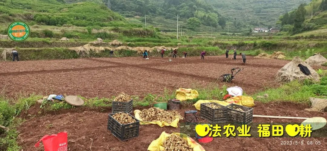 2023年4月-5月 七不姜春播图!家庭厨房生姜如何去皮切片 七不姜5月促销优惠劵 2023年4月-5月 七不姜春播图!家庭厨房生姜如何去皮切片 七不姜5月促销优惠劵