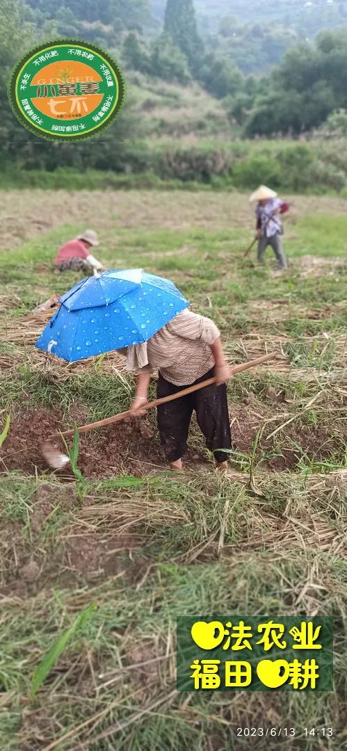 (●'◡'●)6月庆祝春播春种顺利完成! 姜膏姜油 端午糯米 会员积分换购特惠 ,2023预售大米 会员折上折 6.18折 (●'◡'●)6月庆祝春播春种顺利完成! 姜膏姜油 端午糯米 会员积分换购特惠 ,2023预售大米 会员折上折 6.18折