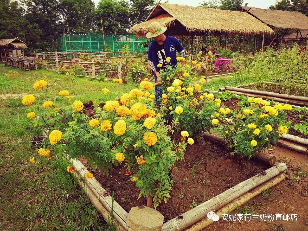 【清迈】GINGER FARM里的泰国农家乐,可以举办生日趴体,10月份假期日托班信息在贴底 【清迈】GINGER FARM里的泰国农家乐,可以举办生日趴体,10月份假期日托班信息在贴底