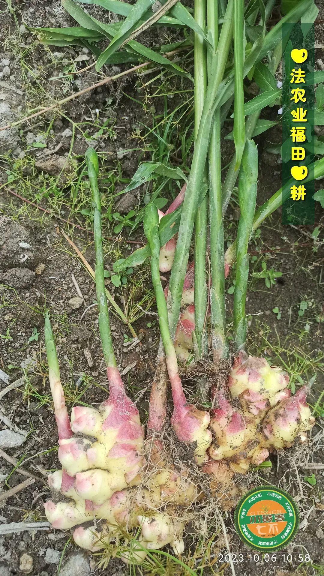 双11活动 特惠套装 浙江仙居 七不小黄姜 鲜姜 新上市 现发 生态自然 明安心法农业 双11活动 特惠套装 浙江仙居 七不小黄姜 鲜姜 新上市 现发 生态自然 明安心法农业