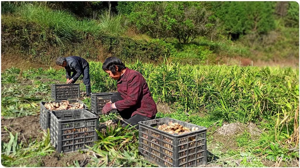 2024年1月新年快乐!元旦快乐!优惠“卷”送给您收下。 2024年1月新年快乐!元旦快乐!优惠“卷”送给您收下。
