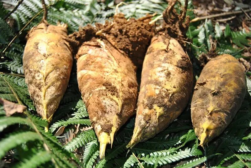 淡竹VS溪港 | 仙居农产品自产自销集市本周六预告来袭! 淡竹VS溪港 | 仙居农产品自产自销集市本周六预告来袭!