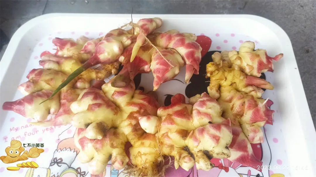 浙江仙居 七不小黄姜 鲜嫩姜 新鲜 超新上市 每周超鲜嫩姜2斤/5斤 生姜鲜姜2023年9月现采现发 生态自然 明安心法农业