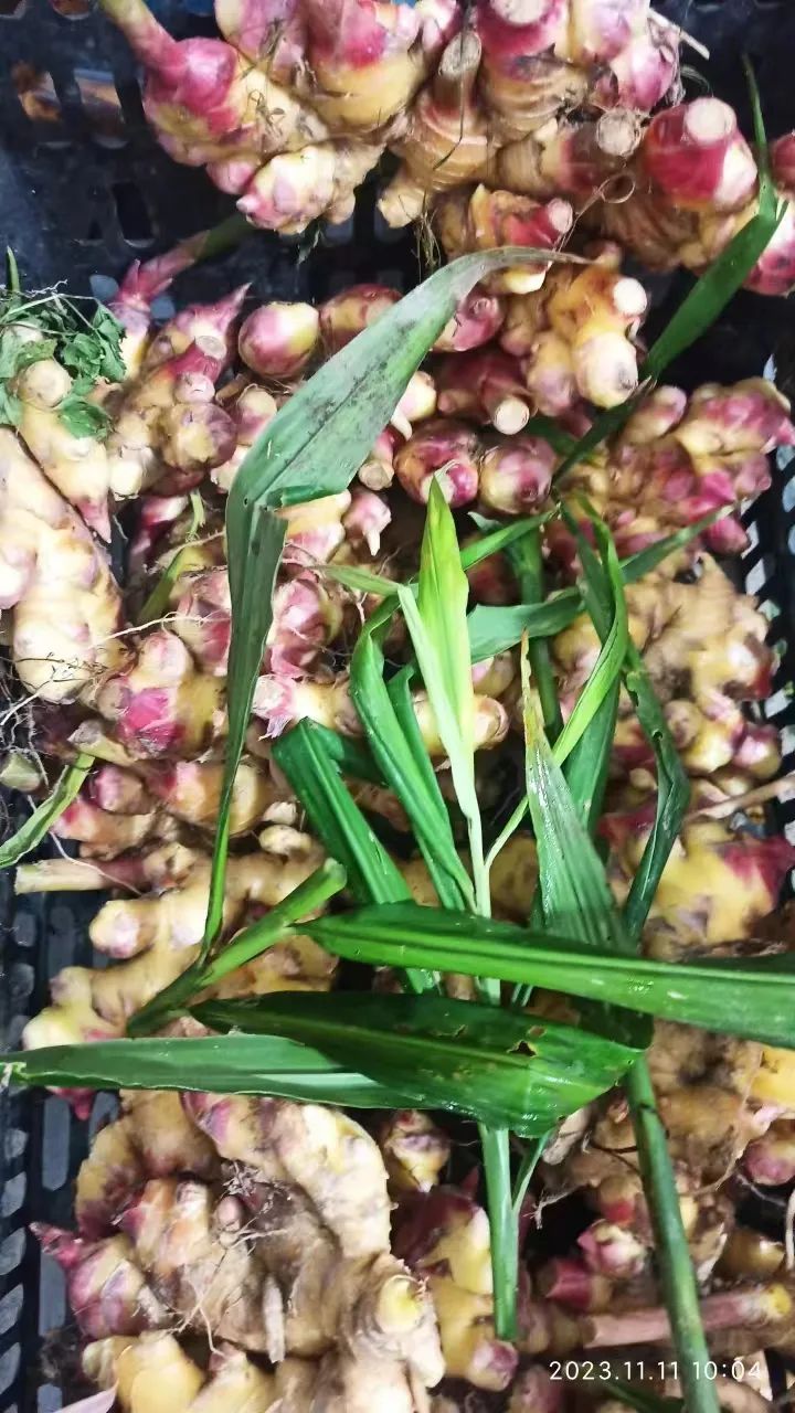 双11活动!庆祝七不姜秋收! 浙江仙居 七不小黄姜 鲜姜 新上市!扫描入群领取 双11特享 七不姜 群友 优惠券11元 双11活动!庆祝七不姜秋收! 浙江仙居 七不小黄姜 鲜姜 新上市!扫描入群领取 双11特享 七不姜 群友 优惠券11元