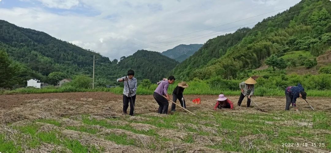 姜园乡土夏日忙 只为金秋好丰收!(●'◡'●)5月春耕春播 2023年七不姜预售预定 姜园乡土夏日忙 只为金秋好丰收!(●'◡'●)5月春耕春播 2023年七不姜预售预定
