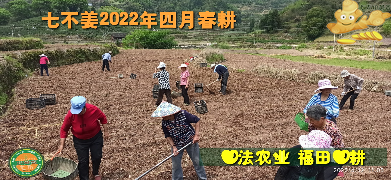 吃姜会不会上火?姜晚上能不能吃?吃姜会不会散气?口腔溃疡 喉咙痛等“上火“症状还能不能吃姜?热性体质人能不能吃姜?秋天能吃姜吗?2020-七不姜 生姜养生网-明德CSA生态姜园&明安农业