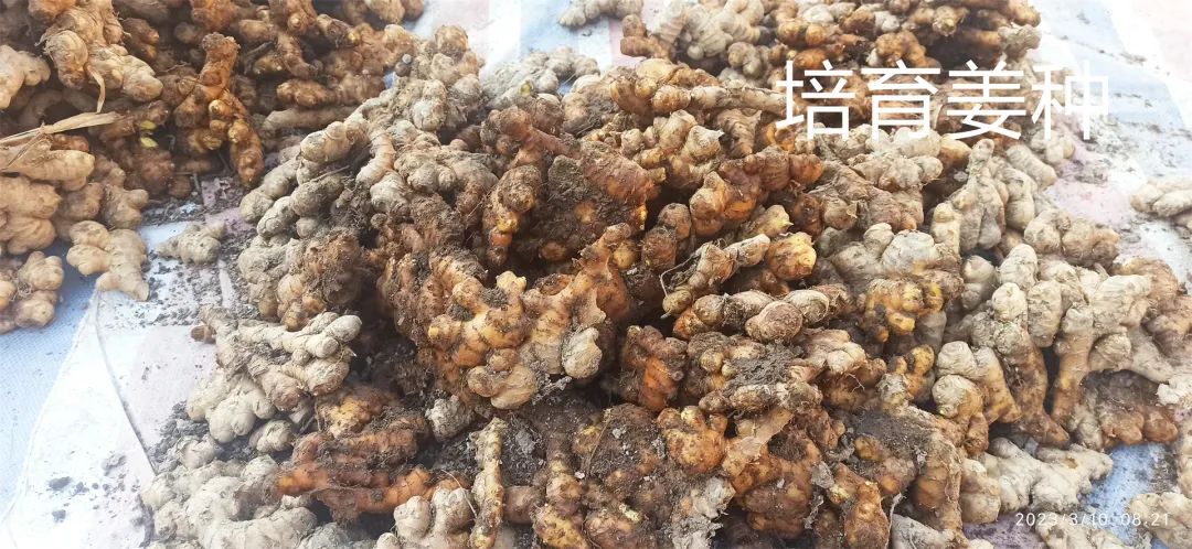 生姜养生-撸起袖子,家庭盆栽及庭院种姜了..薑有佛心 孝道,家庭种姜“富贵竹” 。预定七不姜种、普通姜种、种姜指导 生姜养生-撸起袖子,家庭盆栽及庭院种姜了..薑有佛心 孝道,家庭种姜“富贵竹” 。预定七不姜种、普通姜种、种姜指导