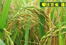 七不红米水稻9月11日上市现货销售-新米限时特惠 家庭大米专场:红米/糯米/ 黑米/泰两优217/中浙优H7 品种多质量优-七不姜 生姜养生网-明德CSA生态姜园&明安农业