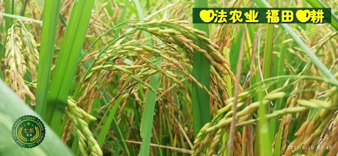 七不红米水稻9月11日上市现货销售-新米限时特惠 家庭大米专场:红米/糯米/ 黑米/泰两优217/中浙优H7 品种多质量优 七不红米水稻9月11日上市现货销售-新米限时特惠 家庭大米专场:红米/糯米/ 黑米/泰两优217/中浙优H7 品种多质量优