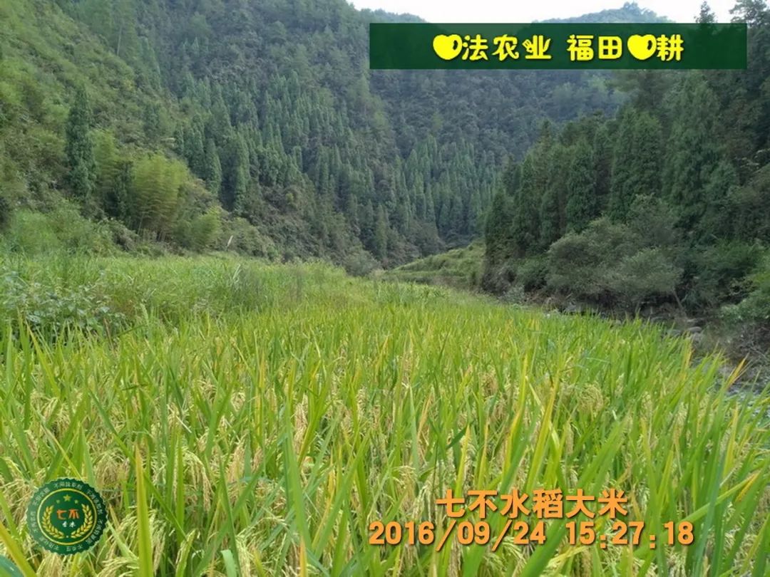 七不红米水稻9月11日上市现货销售-新米限时特惠 家庭大米专场:红米/糯米/ 黑米/泰两优217/中浙优H7 品种多质量优 七不红米水稻9月11日上市现货销售-新米限时特惠 家庭大米专场:红米/糯米/ 黑米/泰两优217/中浙优H7 品种多质量优