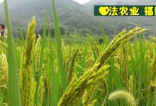 2021最新自制姜泥 姜面膜 家庭美容-七不姜 生姜养生网-明德CSA生态姜园&明安农业
