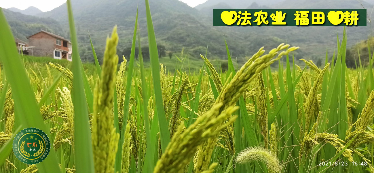 2021最新自制姜泥 姜面膜 家庭美容-七不姜 生姜养生网-明德CSA生态姜园&明安农业