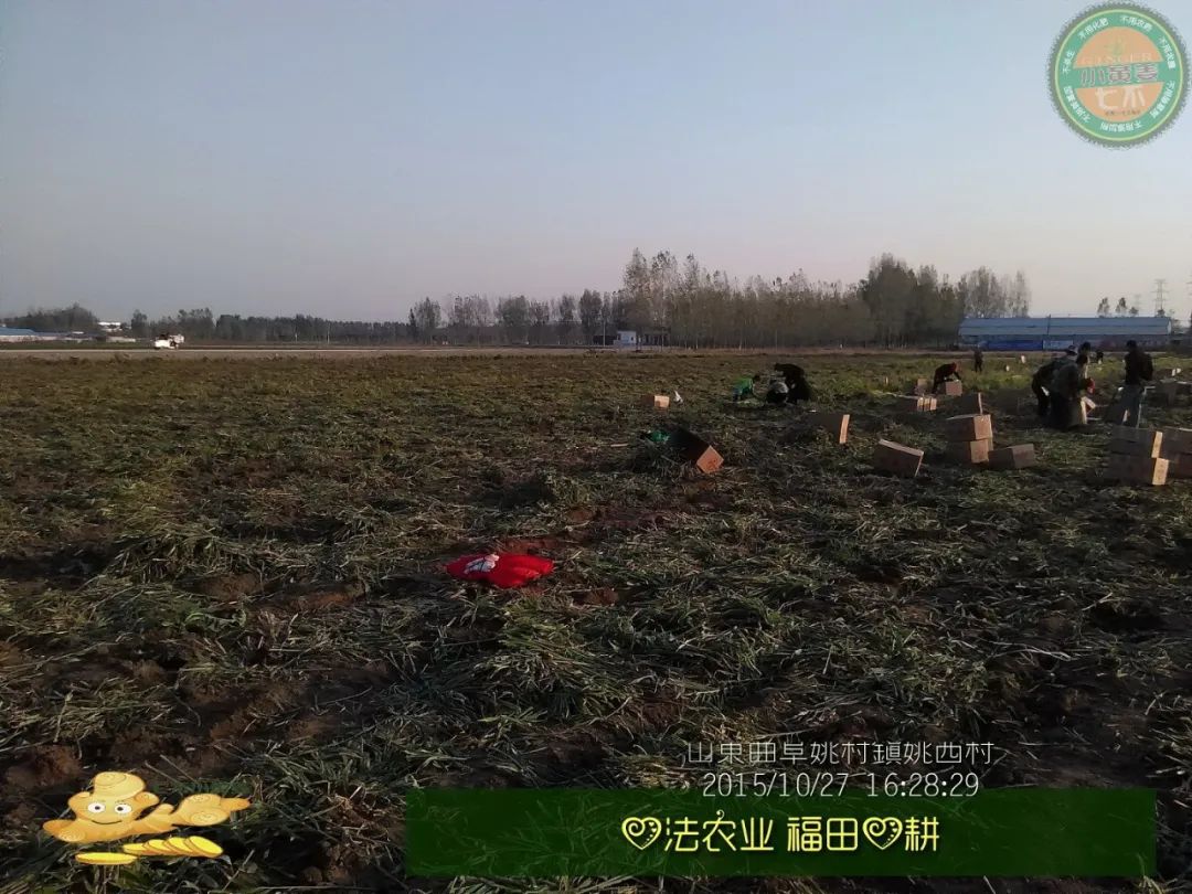 【2015年七不”生态养植小黄姜秋收感恩节】之一 山东曲阜庆典篇 2015.10.24