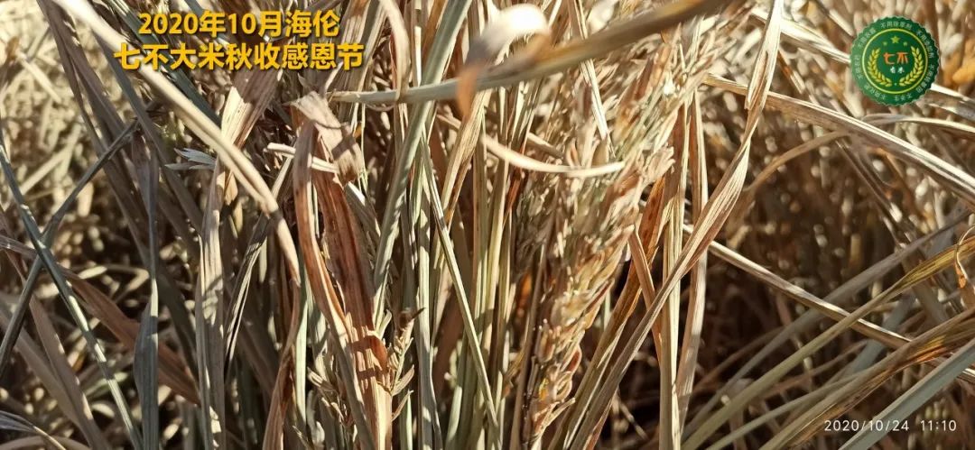 【海伦七不水稻秋收报恩健康行】海伦寒地黑土七不香稻秋收采风 2020.10.24 【海伦七不水稻秋收报恩健康行】海伦寒地黑土七不香稻秋收采风 2020.10.24