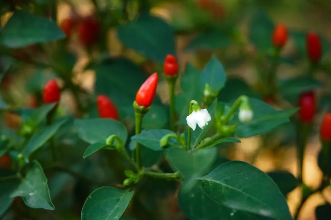 中国香香香香香料地图