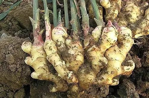 冬季盆栽“生姜”，2元钱1小瓶“药”一年翻20倍，盆盆爆满“姜”