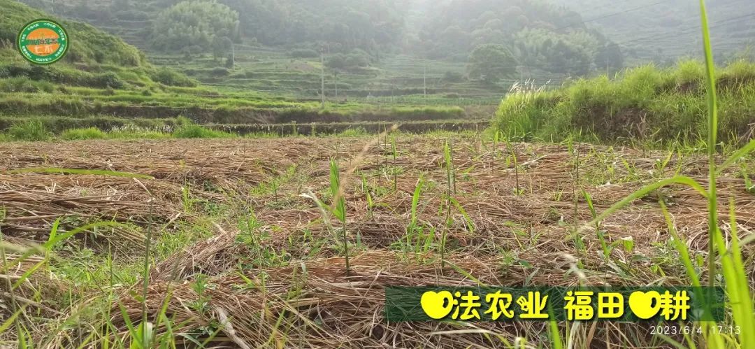 (●'◡'●)6月庆祝春播春种顺利完成! 姜膏姜油 端午糯米 会员积分换购特惠 ,2023预售大米 会员折上折 6.18折 (●'◡'●)6月庆祝春播春种顺利完成! 姜膏姜油 端午糯米 会员积分换购特惠 ,2023预售大米 会员折上折 6.18折