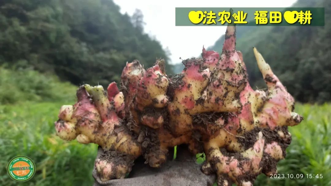 双11活动 特惠套装 浙江仙居 七不小黄姜 鲜姜 新上市 现发 生态自然 明安心法农业 双11活动 特惠套装 浙江仙居 七不小黄姜 鲜姜 新上市 现发 生态自然 明安心法农业