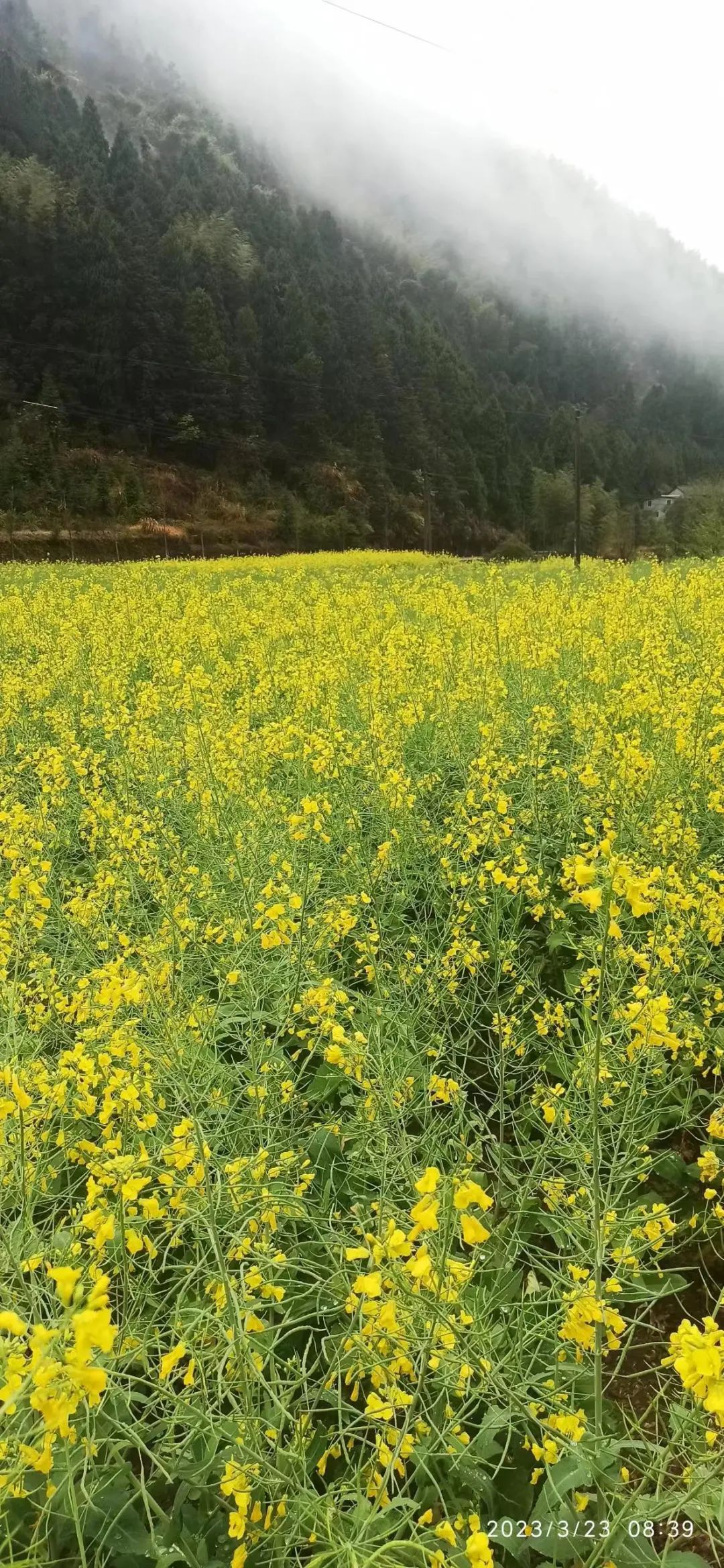 新品积分可兑换世界名品。还有乡土特产 人间仙居 的 菜籽油 茶油 黄豆 黑豆 笋干 地瓜粉 野蜂蜜...