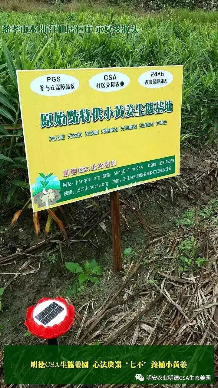 明德CSA生态姜园 - 一个革新的农业未来!尊敬的未来合伙人,诚挚邀请您成为七不姜姜园的股东合伙人.... 明德CSA生态姜园 - 一个革新的农业未来!尊敬的未来合伙人,诚挚邀请您成为七不姜姜园的股东合伙人....