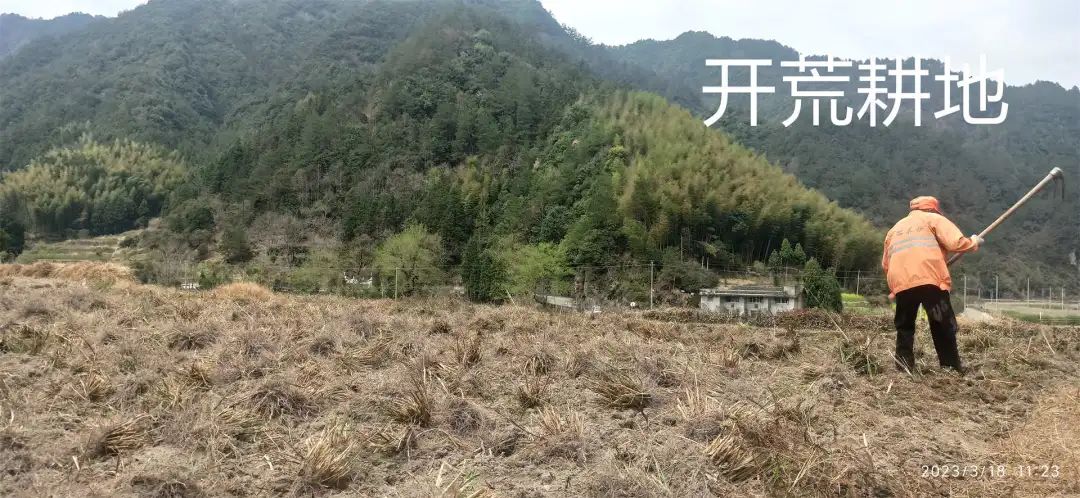 生姜养生-撸起袖子,家庭盆栽及庭院种姜了..薑有佛心 孝道,家庭种姜“富贵竹” 。预定七不姜种、普通姜种、种姜指导 生姜养生-撸起袖子,家庭盆栽及庭院种姜了..薑有佛心 孝道,家庭种姜“富贵竹” 。预定七不姜种、普通姜种、种姜指导