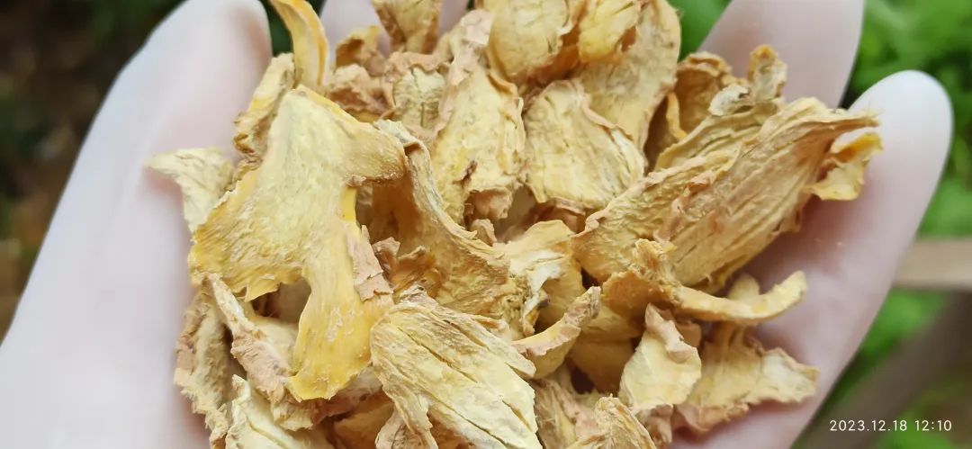 2024年新春福袋 七不姜全家福 礼装 龙重登场´◡` ꒰^ↀωↀ^꒱ 2024年新春福袋 七不姜全家福 礼装 龙重登场´◡` ꒰^ↀωↀ^꒱