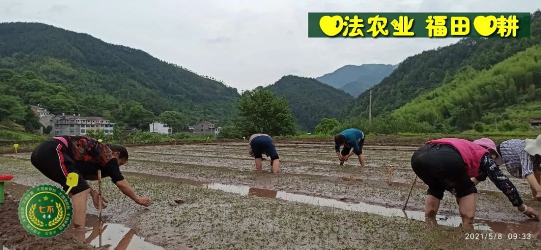 七不红米水稻9月11日上市现货销售-新米限时特惠 家庭大米专场:红米/糯米/ 黑米/泰两优217/中浙优H7 品种多质量优 七不红米水稻9月11日上市现货销售-新米限时特惠 家庭大米专场:红米/糯米/ 黑米/泰两优217/中浙优H7 品种多质量优