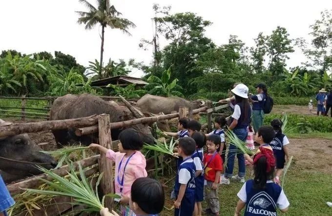 泰国Ginger Farm,30亩土地的亲子农场天天客流爆满! 泰国Ginger Farm,30亩土地的亲子农场天天客流爆满!